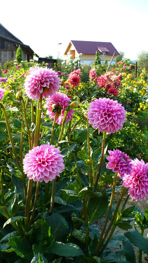 P1120486 - Dahlia