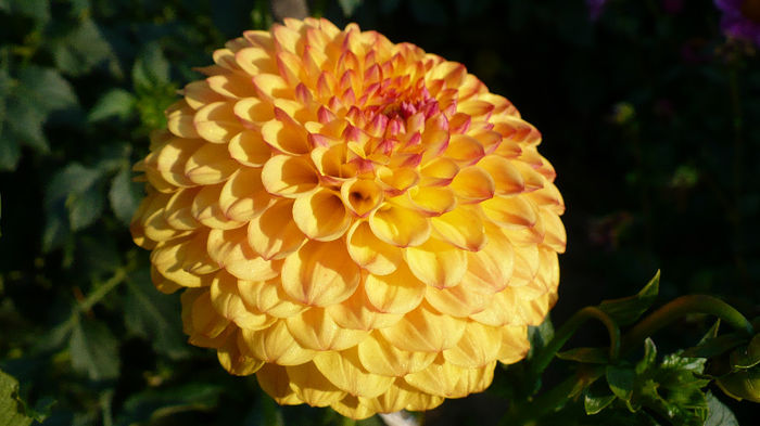 Sunny boy - Dahlia