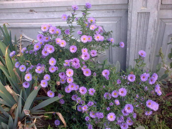 aster de toamna am primit de la Mihaele C - mi-ar placea sa am in gradina