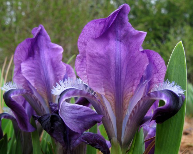 iris clasic,am primit