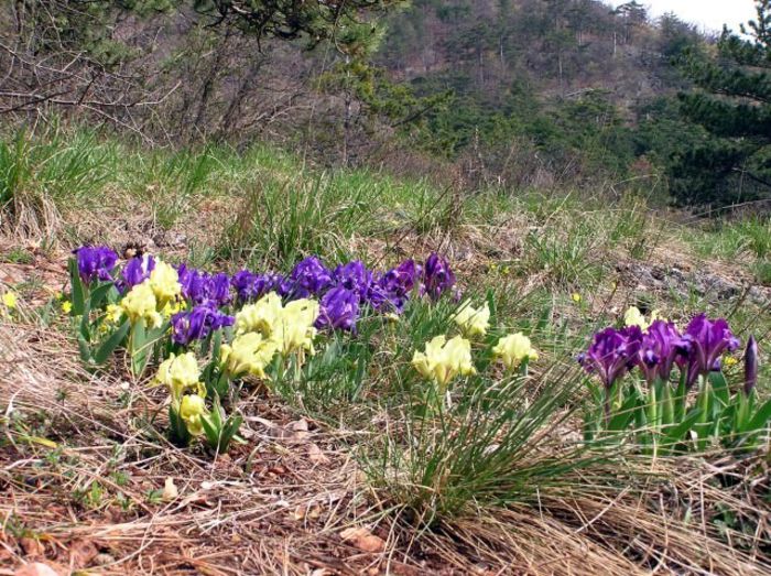 iris pumila-am de la Florentina - mi-ar placea sa am in gradina