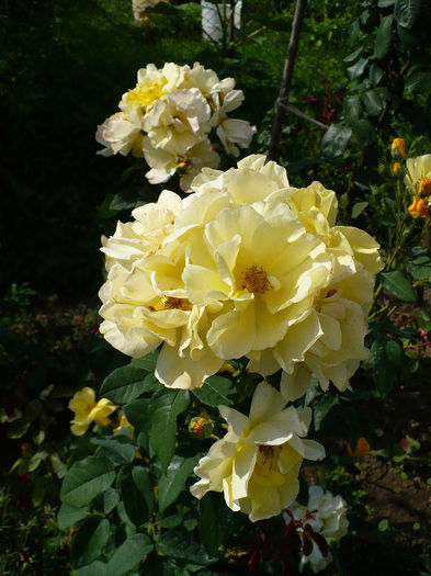 P1120056 - Trandafiri