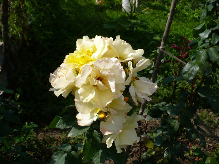 P1120057 - Trandafiri