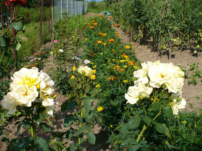 P1120060 - Trandafiri