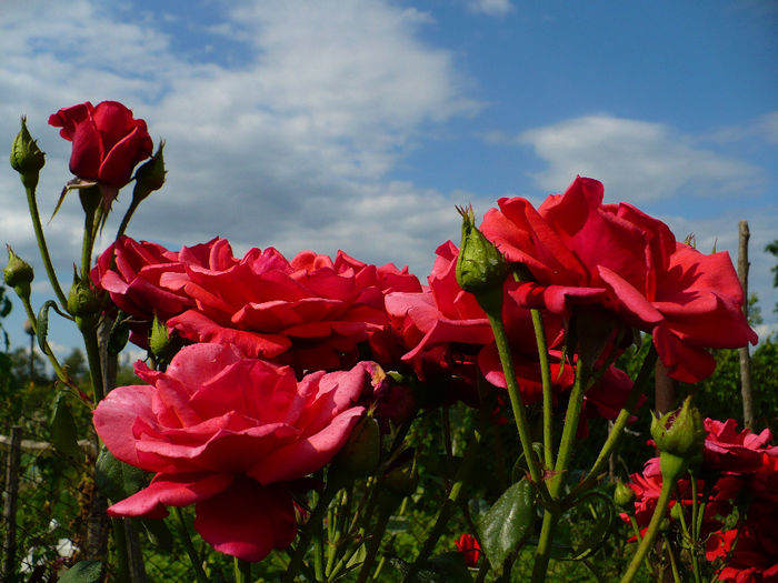 P1120062 - Trandafiri