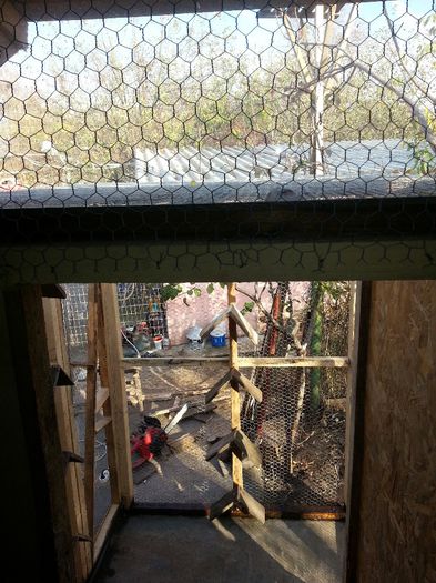 20131110_150156 - B - adapost porumbei