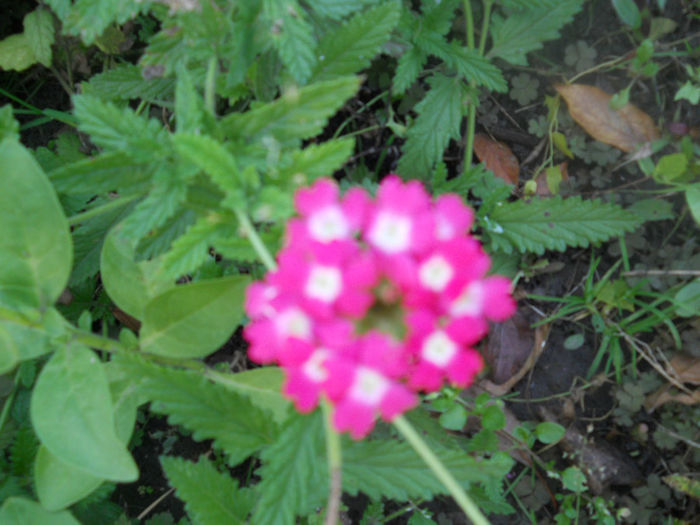 DSCN5236