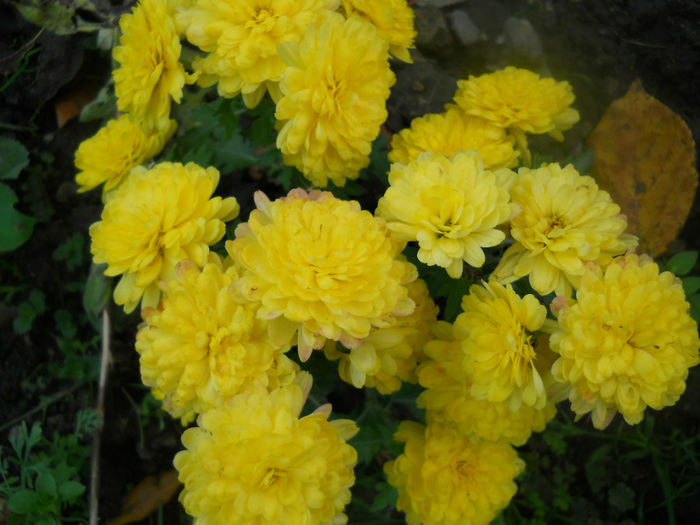 DSCN5252