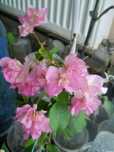 DSCN5253