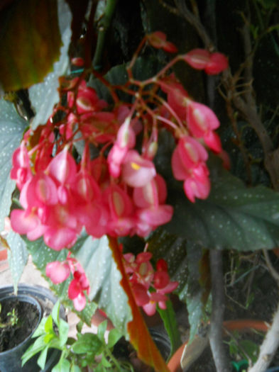 DSCN5255