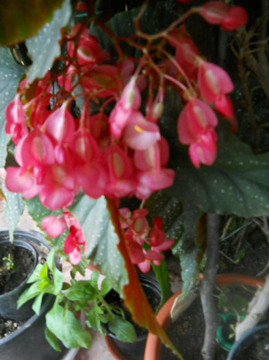 DSCN5256