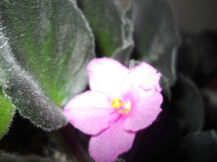 DSCN5259