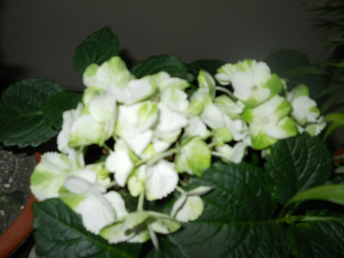 DSCN5261
