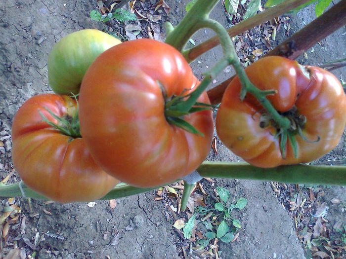 Fotografie1919 - 13- TOMATE BIO SOIURI TRADITIONALE PURE ORGANICE DE ORIGINE ROMANESTI SI STRAINE ALBUM 13