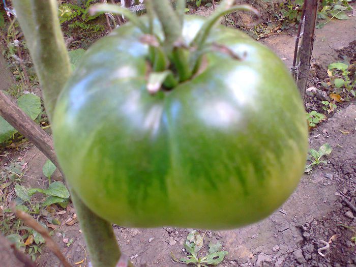 Fotografie1926 - 13- TOMATE BIO SOIURI TRADITIONALE PURE ORGANICE DE ORIGINE ROMANESTI SI STRAINE ALBUM 13