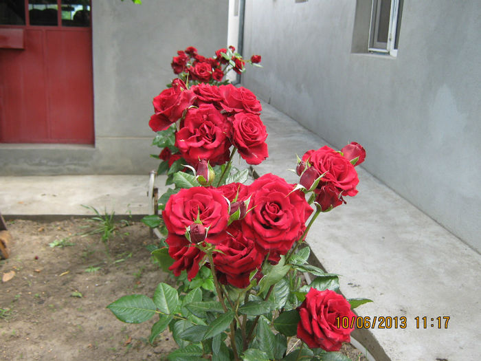 Picture 025 - TRANDAFIRII MEI