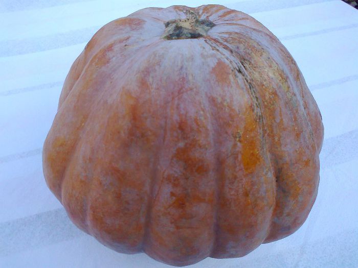 ORANGE PIE PUMPKIN 2035 - 16- VAND SEMINTE SELECTIONATE ORGANICE DE DOVLEAC PENTRU PLACINTA