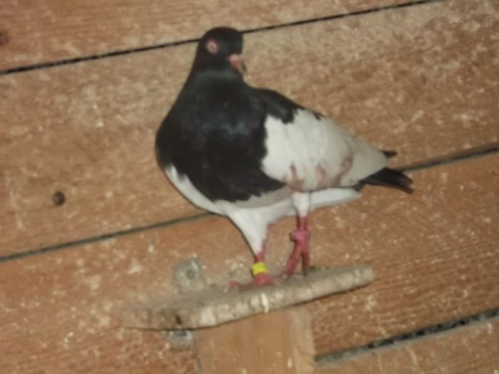 scapata din ghearele uliului - 0000PORUMBEI COTOFENE GERMANE ELSTERPURZLER