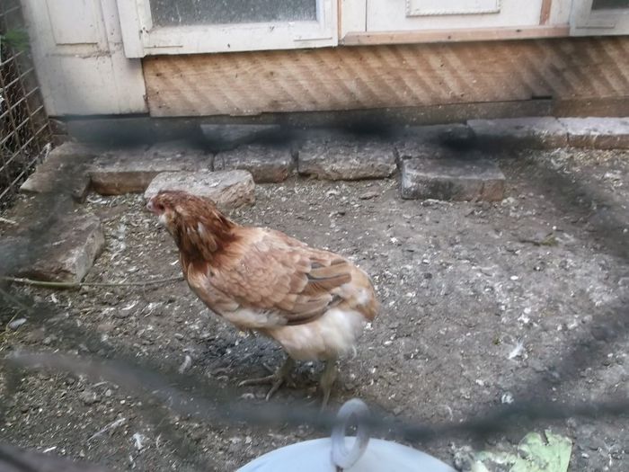 araucana