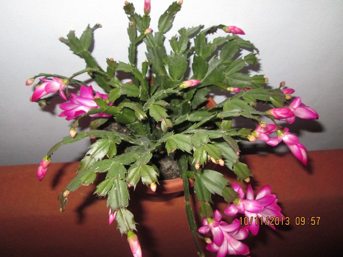 IMG_0672 - Florile mele in noiembrie