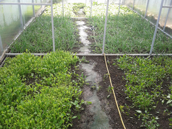 10.11.2013 -plantate pe 04.10.2013