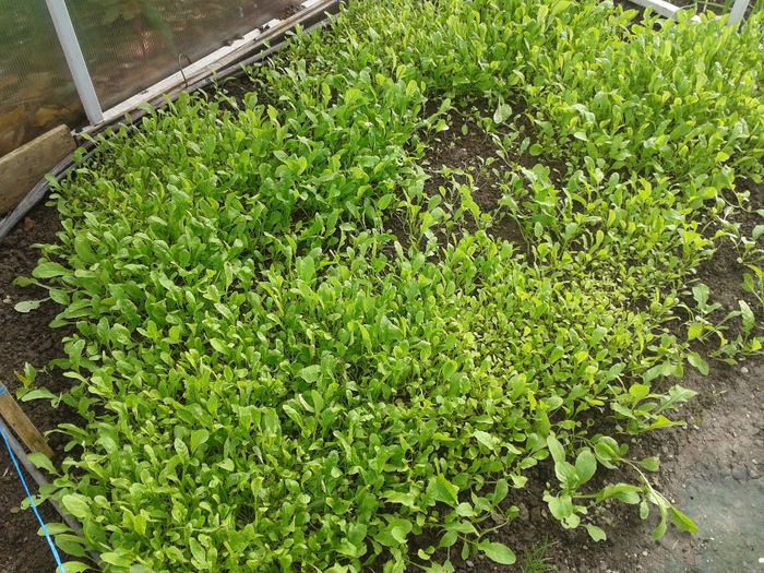 10.11.2013 RUCOLA