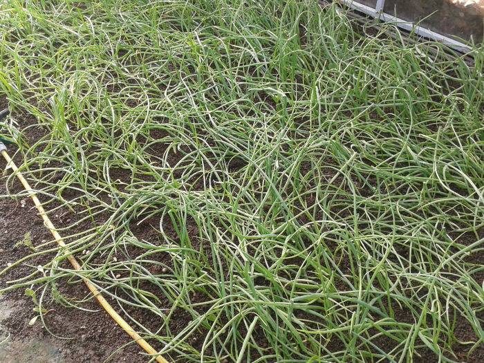 ceapa verde