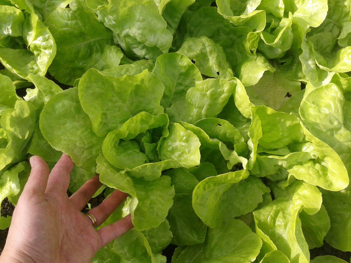 10.11.2013 salata