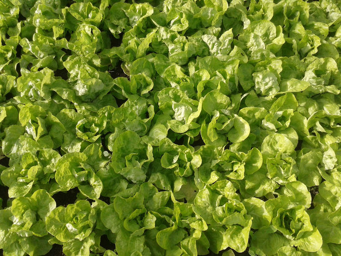 SALATA de noiembrie