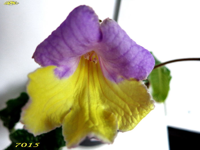 7015 (12-XI-2013) 2 - Streptocarpusi 2013