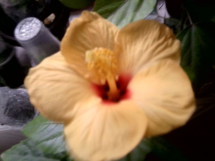 no namme - hibiscusi 2013-5