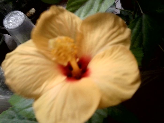 Fotografie9143 - hibiscusi 2013-5