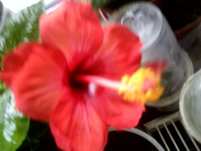 paris - hibiscusi 2013-5