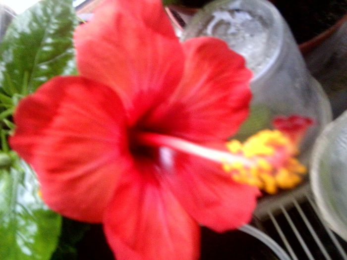 Fotografie9153 - hibiscusi 2013-5