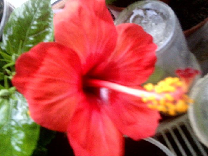 Fotografie9154 - hibiscusi 2013-5