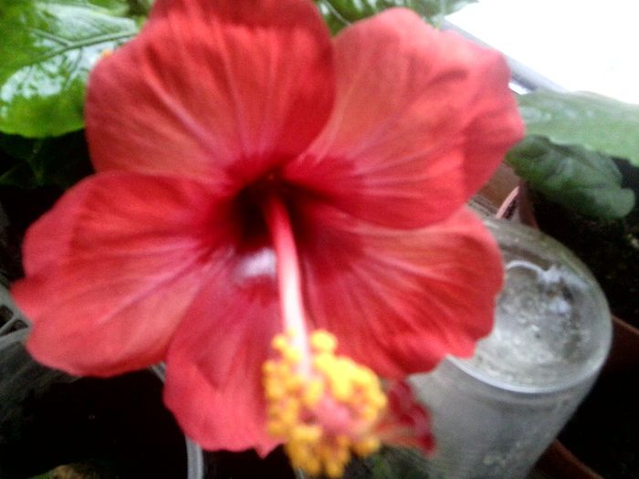 paris-sunny -cities - hibiscusi 2013-5