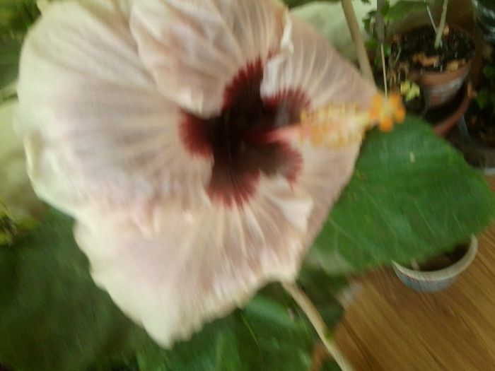 Fotografie8922 - talmes-balmes 2013