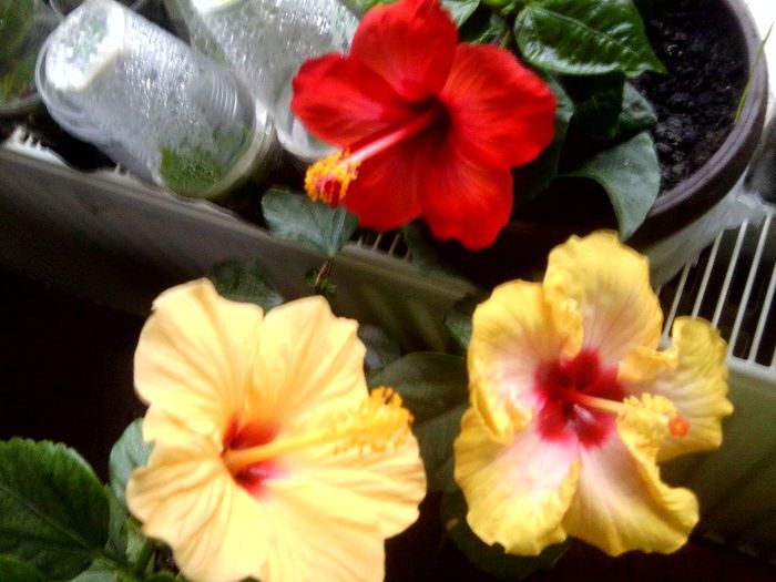 Fotografie9164 - talmes-balmes 2013