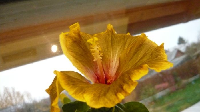 Picture 3607 - x 2013 hibiscus rosa sinesis 3