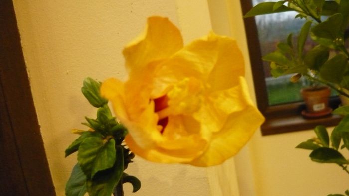 Picture 3608 - x 2013 hibiscus rosa sinesis 3