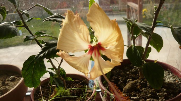 Picture 3609 - x 2013 hibiscus rosa sinesis 3