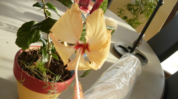 Picture 3610 - x 2013 hibiscus rosa sinesis 3