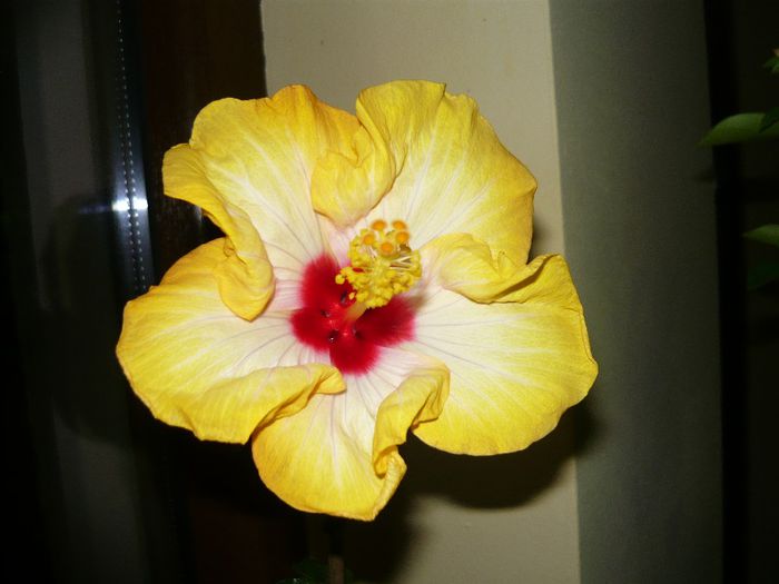 Picture 3613 - x 2013 hibiscus rosa sinesis 3