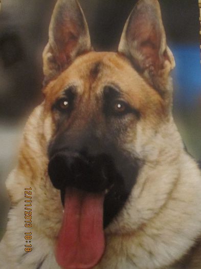 oscar 9 luni - ciobanesc german oscar