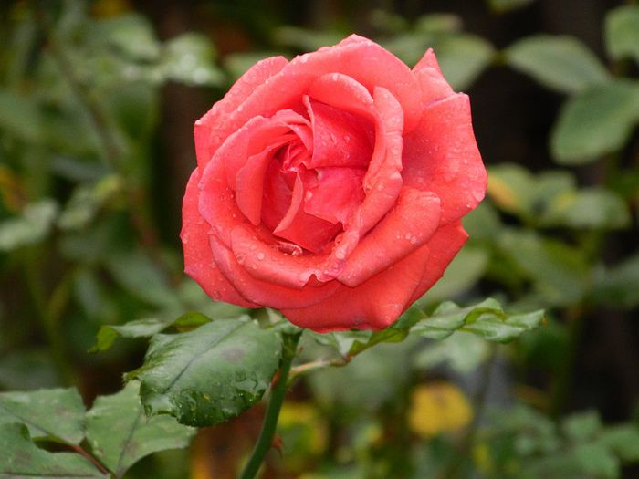 DSCN7964 - NOIEMBRIE 2013