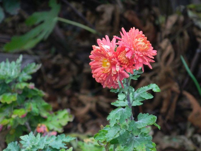 DSCN7965 - NOIEMBRIE 2013