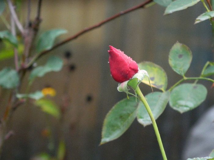 DSCN7968 - NOIEMBRIE 2013