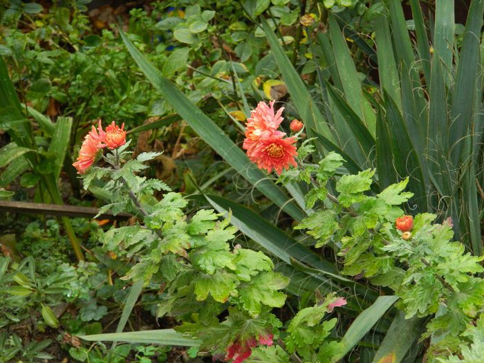 DSCN7969 - NOIEMBRIE 2013