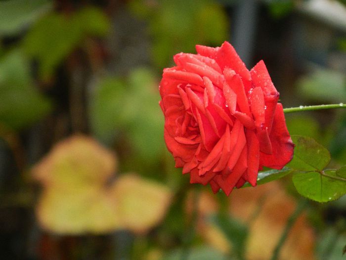 DSCN7970 - NOIEMBRIE 2013