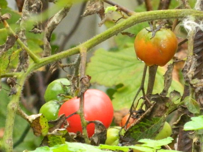 DSCN7977 - NOIEMBRIE 2013